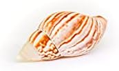 Handmade Seashell Magnets with Ionantha Air Plants - Live Tillandsia Succulent House Plants - Available in Wholesale and Bulk - Home and Garden Decor - Easy Care Indoor & Outdoor Plant (Pack of 25) - Image 2