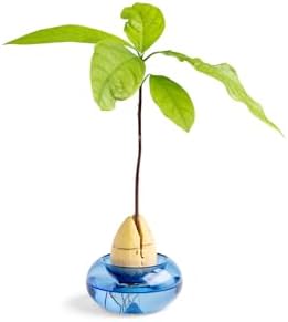 Glass Avocado Seed Vase for Growing – Hand-Blown Avocado Vase, Indoor Plant Vase and Avocado Planter Pot for Plant Growing (Light Blue) by Asufa-IsraeliDesign