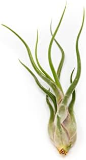 Pack of Wild Ones Air Plants - Tillandsia Caput Medusae, Butzii & Bulbosa Guatemala- Succulent House Plants for Holders-Available in Wholesale/Bulk- Easy Care Indoor/Outdoor Plants (Pack of 6 Large) - Image 2