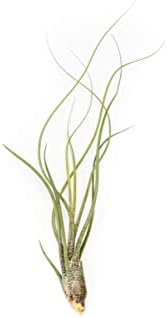 Pack of Wild Ones Air Plants - Tillandsia Caput Medusae, Butzii & Bulbosa Guatemala- Succulent House Plants for Holders-Available in Wholesale/Bulk- Easy Care Indoor/Outdoor Plants (Pack of 6 Large) - Image 3