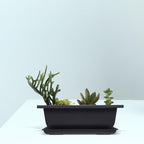 Rectangular Bonsai Planter Set, 3 Plastic Pots with Drainage Tray - Image 4