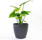 Memphis 18" Round Indoor Floor Planter Pot – Lightweight & Durable Plastic, Modern Design, Made in USA, Recyclable Large Plant Container for Home & Office Décor (Charcoal Meta by GreenlinePlanters