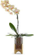 Pot & Pebble C6 Glass Propagation Vase, Wood Base - LECA Orchid Planter by PotPebble