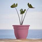 Bloem Ariana 12" Plastic Self-Watering Planter, Dusty Rose, 2-Pack - Image 2