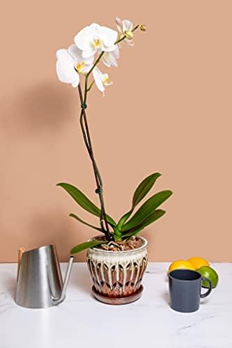 rePotme Orchid Food - Feed ME! MSU Orchid Fertilizer for RO/Rain/Tap Water (8 oz) - Image 6