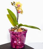 rePotme Orchid Food - Feed ME! MSU Orchid Fertilizer for RO/Rain/Tap Water (8 oz) - Image 5