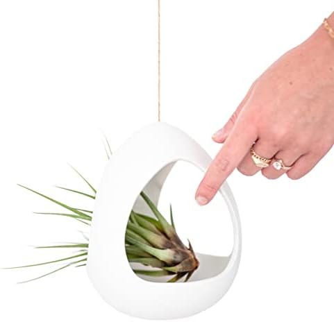 Large White Ceramic Hanging Pod with Xerographica Air Plant - Live Tillandsia in Plant Holder - Wholesale and Bulk - Home and Garden Decor - Easy Care Indoor and Outdoor Plants - Image 3