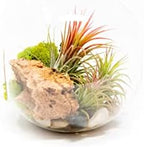 Large Hand-Blown Glass Terrarium Kit with 3 Ionantha Air Plants - Live Tillandsia Succulent House Plant - Wholesale and Bulk - Home and Garden Decor - Easy Care Indoor and Outdoor Plants - Image 2