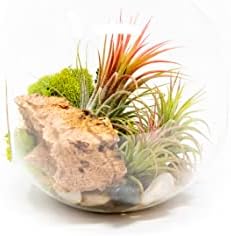 Large Hand-Blown Glass Terrarium Kit with 3 Ionantha Air Plants - Live Tillandsia Succulent House Plant - Wholesale and Bulk - Home and Garden Decor - Easy Care Indoor and Outdoor Plants - Image 2