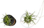 Live Air Plants with Decorative Black & White Air Plant Holder Duo (2-pack), Easy Plant Gift, Non-Toxic & Pet Friendly Plants, Air Plants Live Plants in Small Plant Pots, Home Decor by Plants for Pets - Image 5