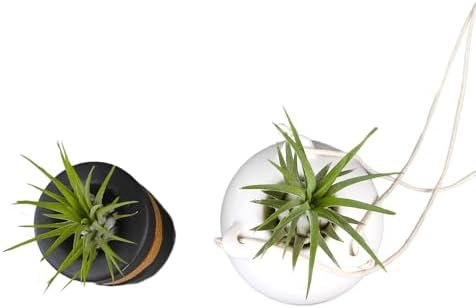 Live Air Plants with Decorative Black & White Air Plant Holder Duo (2-pack), Easy Plant Gift, Non-Toxic & Pet Friendly Plants, Air Plants Live Plants in Small Plant Pots, Home Decor by Plants for Pets - Image 5