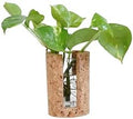 Natural Cork Cylindrical Propagation Planter by CorkEssentials