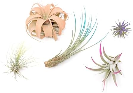 5 Assorted Colorful Air Plants Variety Pack - Vibrant Color Enhanced Tillandsias - Live Tillandsia Succulent House Plants - Wholesale and Bulk - Home and Garden Decor - Easy Care Indoor/Outdoor Plant - Image 4