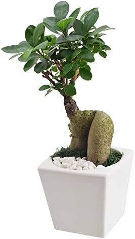Arcadia Garden Products LV60 Ginseng Ficus Bonsai Live Indoor Plant in Carolina Square Ceramic Planter for Home, Work, or Gift, White *Cannot Ship to California* - Image 2