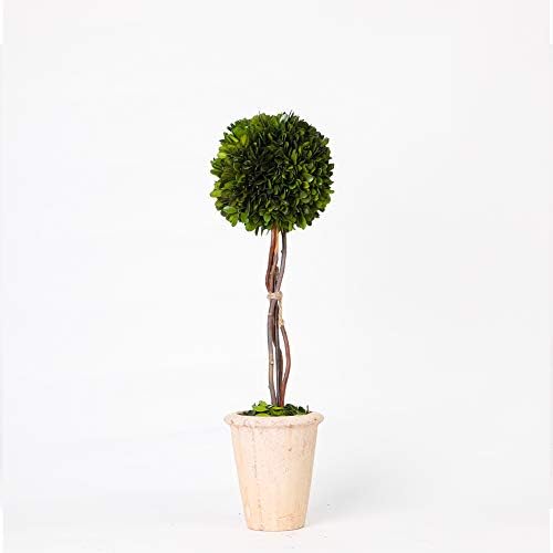 Real Preserved Yellow Evergreen Potted Tree Globe Tree Basin Territory Flower Pot Home Decor Farm House (22 Inch Length) by BoxwoodValley