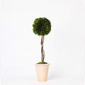 Real Preserved Yellow Evergreen Potted Tree Globe Tree Basin Territory Flower Pot Home Decor Farm House (22 Inch Length) by BoxwoodValley