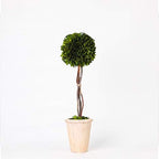 Real Preserved Yellow Evergreen Potted Tree Globe Tree Basin Territory Flower Pot Home Decor Farm House (22 Inch Length) by BoxwoodValley