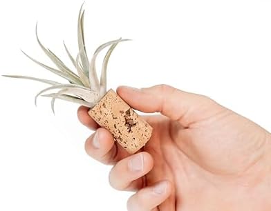 12 Pack Handmade Wine Cork Magnet Air Plant Holder – Assorted Tillandsia Ionantha in Air Plant Hanger - Succulent Hanging Plants Stand – Planter for Home and Garden Décor - Image 4