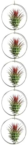 Air Plant Hanging Holder Planter - Plant Hanger Display Frame DIY Kit Aluminum Wire Indoors Outdoors Plants Not Included for Wall Ceiling Decoration, 5 Pack(Silver) by Unknown
