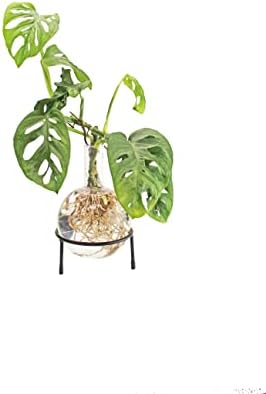 Winkee - Hydrovase Flora | Flower Vase with Metal Stand | Table Planter | Modern Decoration | Glass Propagation Station | Cut-Out Plants Glass | Root Glass Vase | Gift for Mother's Day, Birthday by Winkee