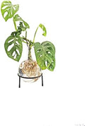 Winkee - Hydrovase Flora | Flower Vase with Metal Stand | Table Planter | Modern Decoration | Glass Propagation Station | Cut-Out Plants Glass | Root Glass Vase | Gift for Mother's Day, Birthday by Winkee