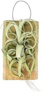 Air Plant Shop Tillandsia Curly Slim Mounted on Natural Cedar Plank - Wholesale and Bulk - Succulents - Live Tillandsia - Easy Care Indoor and Outdoor House Plants by TheAirPlantShop