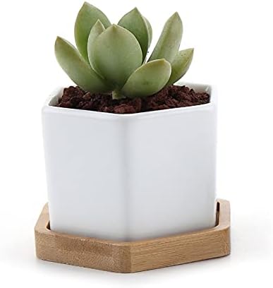 HASMI Plant pots Set of 2 Hexagon Ceramic Flower Pot for Cactus Succulent Plants Tray Planter Home Garden Decoration (2 pots + 2 Trays) Flower Pots by Unknown