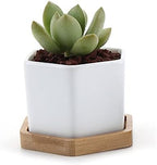 HASMI Plant pots Set of 2 Hexagon Ceramic Flower Pot for Cactus Succulent Plants Tray Planter Home Garden Decoration (2 pots + 2 Trays) Flower Pots by Unknown
