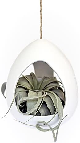Large White Ceramic Hanging Pod with Two Assorted Air Plants - Live Tillandsia in Plant Holder - Wholesale and Bulk - Home and Garden Decor - Easy Care Indoor and Outdoor Plants South America - Image 2