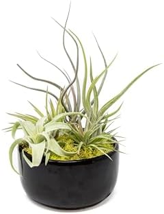 Air Plant Shop Large Assembled Air Plant Bowl Garden - Wholesale and Bulk - Succulents - Live Tillandsia - Easy Care Indoor and Outdoor House Plants (5 Assorted Air Plants) by TheAirPlantShop