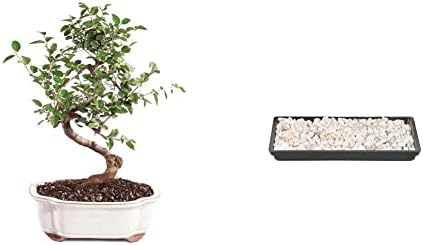 Brussel's Bonsai Live Chinese Sweet Plum Indoor Bonsai Tree-5 Years Old 6" to 10" Tall with Decorative Container, Medium, Blank & Brussel's 8" Humidity Tray with Decorative Rocks by BrusselsBonsai
