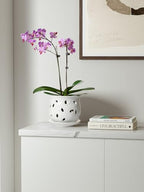 LE TAUCI Ceramic Orchid Pot, 6.5 Inch Orchid Pots with Holes, Orchid Planter for Repotting, Indoor Flower Plant Pot with Drainage and Saucer, White - Image 3