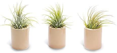Air Plant Decor Air Plant Holder, 3 Ceramic Tabletop Modern Planter, 1 Solid American Red Cedar Plant Holder Made in The USA, Plus 6 Free Tillandsia (Antique Brown) - Image 5