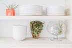 Medium Natural Cork Bark DIY Kit with Mini Xerographica Air Plants, Glue and Hook - Live Tillandsia Succulent House Plant - Wholesale and Bulk - Home and Garden Decor - Easy Care Indoor Outdoor Plants - Image 6