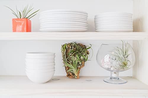 Medium Natural Cork Bark DIY Kit with Mini Xerographica Air Plants, Glue and Hook - Live Tillandsia Succulent House Plant - Wholesale and Bulk - Home and Garden Decor - Easy Care Indoor Outdoor Plants - Image 6