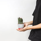 Selamica Ceramic Plant Pots, Indoor Flower Pots for Indoor Plants, 3.5+4.6+5.5 Planters with Drainage Hole & Saucer, Set of 3, Home Decor, Assorted Colors - Image 6
