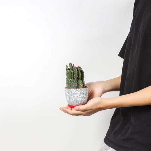 Selamica Ceramic Plant Pots, Indoor Flower Pots for Indoor Plants, 3.5+4.6+5.5 Planters with Drainage Hole & Saucer, Set of 3, Home Decor, Assorted Colors - Image 6