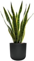 11"H Black Plastic Planter with Drainage Hole & Plug for Indoor Outdoor Use - Image 6