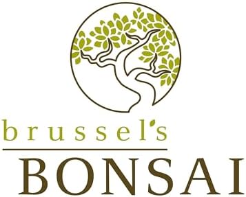 Brussel's Bonsai - Medium Ficus Live Bonsai Tree, Potted Indoor Plant - Image 7