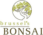 Brussel's Bonsai - Small Live Bonsai Bonsai Tree, 3-Year - Image 5