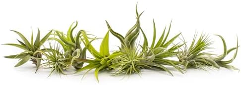 Live Tillandsia Air Plants - Bulk Pack of 25 Plants - 1-2" Each - Assorted - Live Indoor House Plants for Terrariums, Hanging Planters, and Home Decor - Image 2