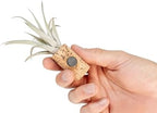 12 Pack Handmade Wine Cork Magnet Air Plant Holder – Assorted Tillandsia Ionantha in Air Plant Hanger - Succulent Hanging Plants Stand – Planter for Home and Garden Décor - Image 5
