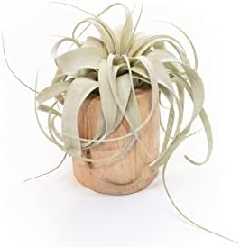 Air Plant Shop Driftwood Container with Custom Air Plant - Succulents - Live Tillandsia - Easy Care Indoor and Outdoor House Plants (Xerographica) by TheAirPlantShop