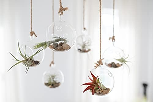 Air Plant Shop Double Hooks Terrariums with Tillandsia Juncea, Bulbosa, & Ionantha Air Plants- Wholesale and Bulk - Succulents - Live Tillandsia - Easy Care Indoor and Outdoor House Plants (Pack of 3) - Image 5