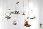 Air Plant Shop Double Hooks Terrariums with Tillandsia Juncea, Bulbosa, & Ionantha Air Plants- Wholesale and Bulk - Succulents - Live Tillandsia - Easy Care Indoor and Outdoor House Plants (Pack of 3) - Image 5