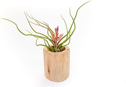 Air Plant Shop Driftwood Container with Custom Air Plant - Succulents - Live Tillandsia - Easy Care Indoor and Outdoor House Plants (Bulbosa Belize) by TheAirPlantShop