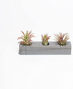 Air Plant Decor Air Plant Holder, 3 Ceramic Tabletop Modern Planter, 1 Solid Red Cedar Holder Made in The USA, Plus 6 Free Tillandsia (Modern Gray) - Image 2