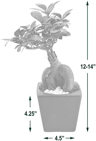 Arcadia Garden Products LV60 Ginseng Ficus Bonsai Live Indoor Plant in Carolina Square Ceramic Planter for Home, Work, or Gift, White *Cannot Ship to California* - Image 4