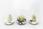 Glass Teardrop Beach Plant Terrarium - Air Plant, Sand, Starfish and Shell in Propagation Jar - Home and Garden Decor Plant Pot- Easy Care Indoor and Outdoor Plant Vase (3 Teardrop Set) - Image 2