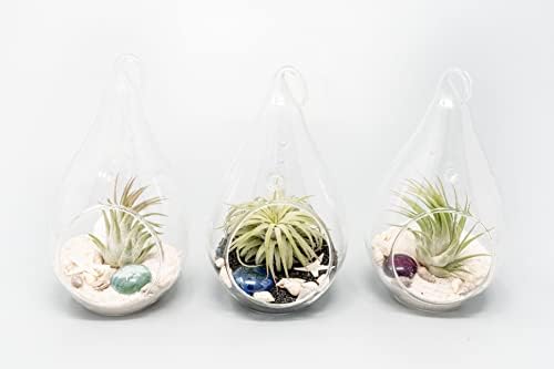 Glass Teardrop Beach Plant Terrarium - Air Plant, Sand, Starfish and Shell in Propagation Jar - Home and Garden Decor Plant Pot- Easy Care Indoor and Outdoor Plant Vase (3 Teardrop Set) - Image 2